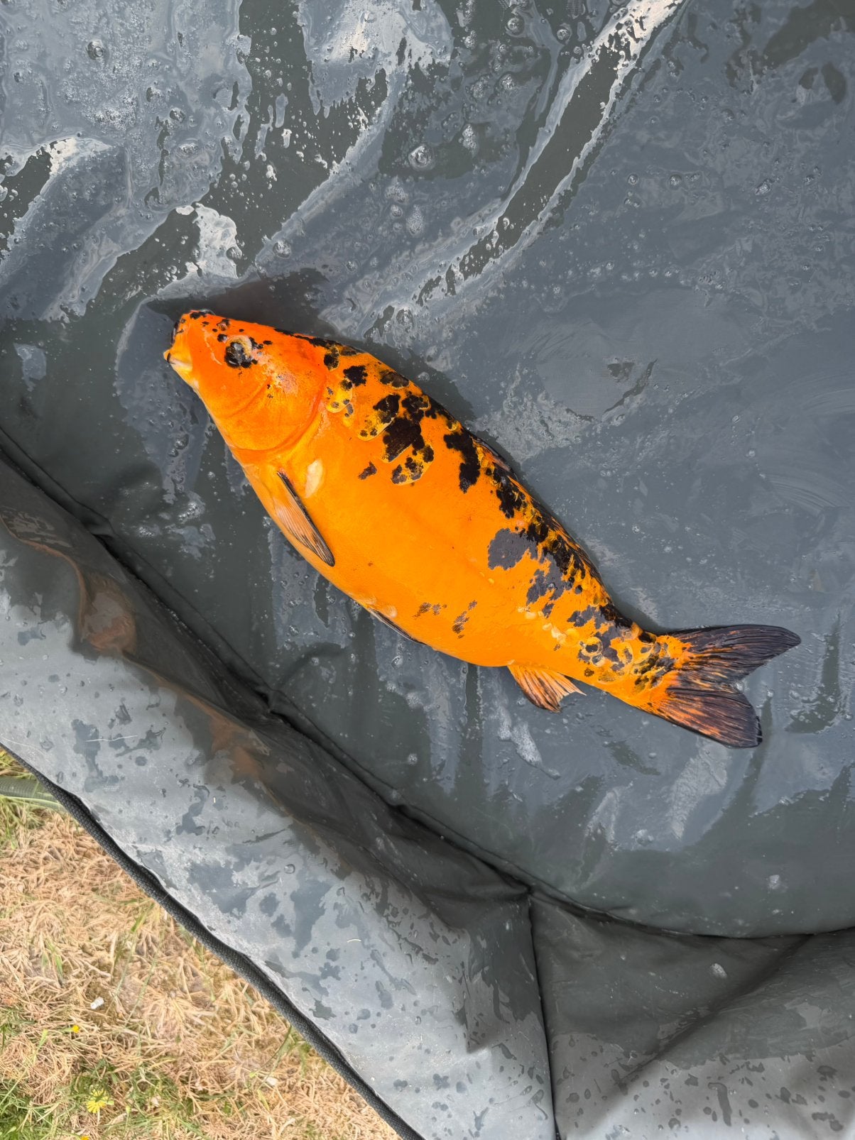 Koi 40cm, Dieren en Toebehoren, Vissen | Vijvervissen, Karper of Koi