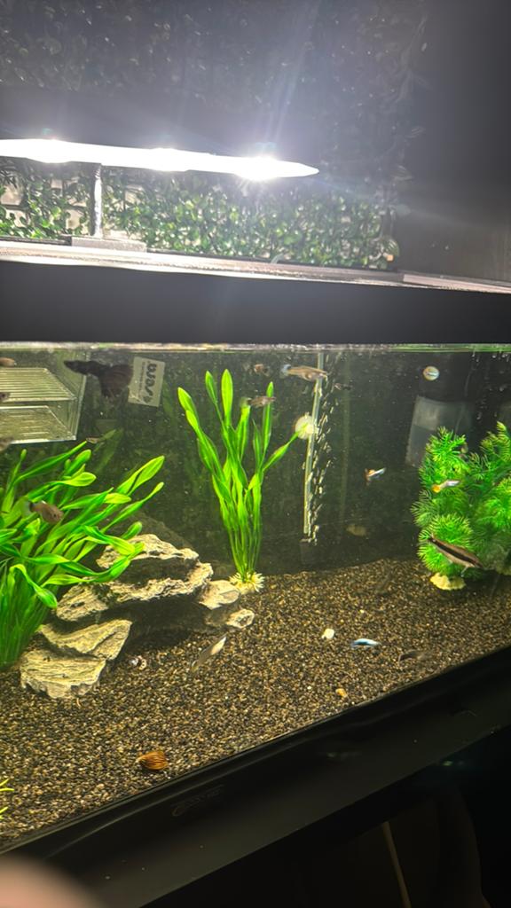 Aquarium, Dieren en Toebehoren, Ophalen, Inclusief vissen, Zo goed als nieuw