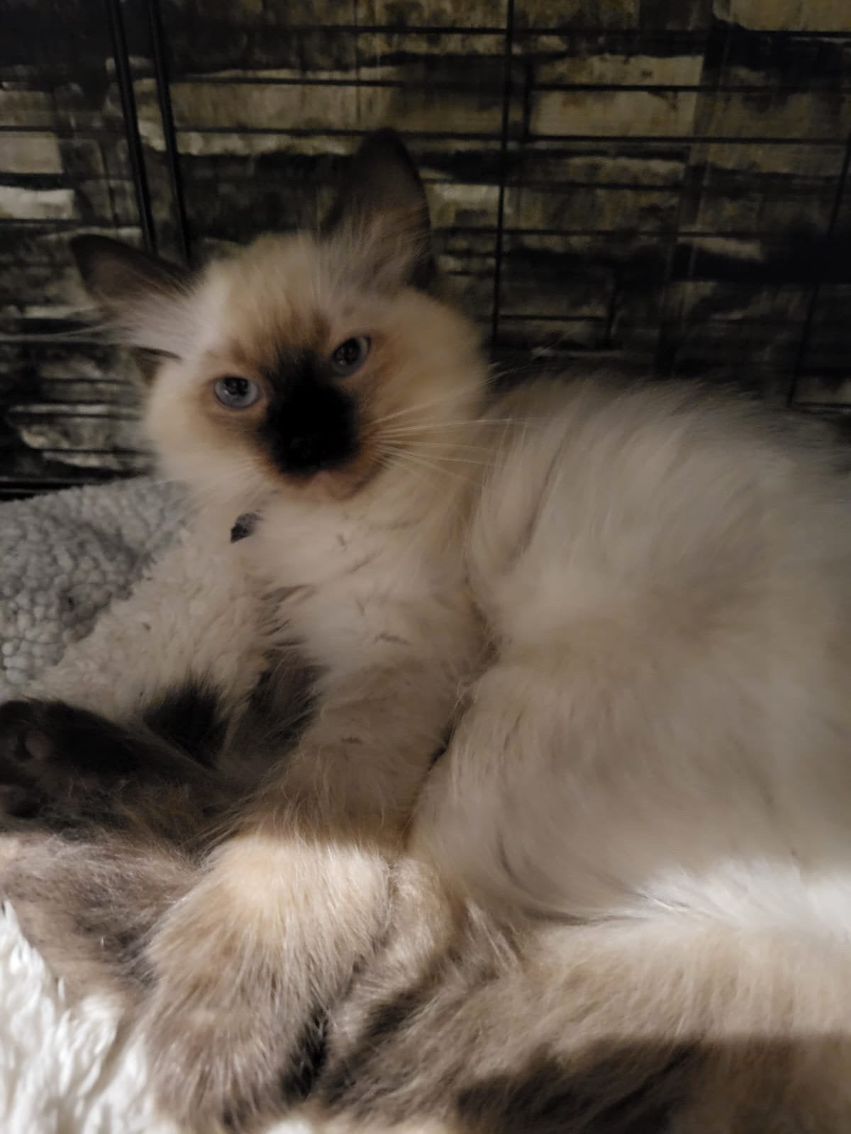 Ragdoll kittens eentje gereserveerd ng 4 beschikbaar (m2457340163 ...