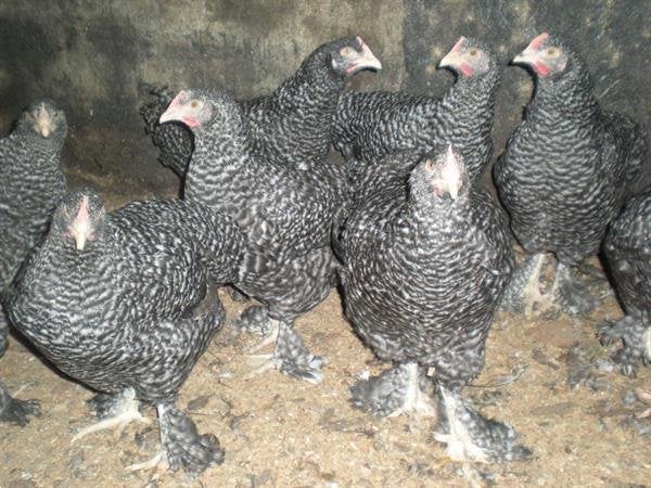 jonge mechelse koekoeken, Plusieurs animaux, Poule ou poulet