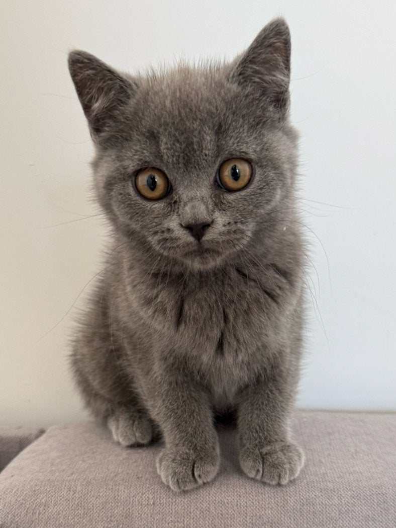 Britse korthaar kittens, Chat, Vermifugé, 0 à 2 ans