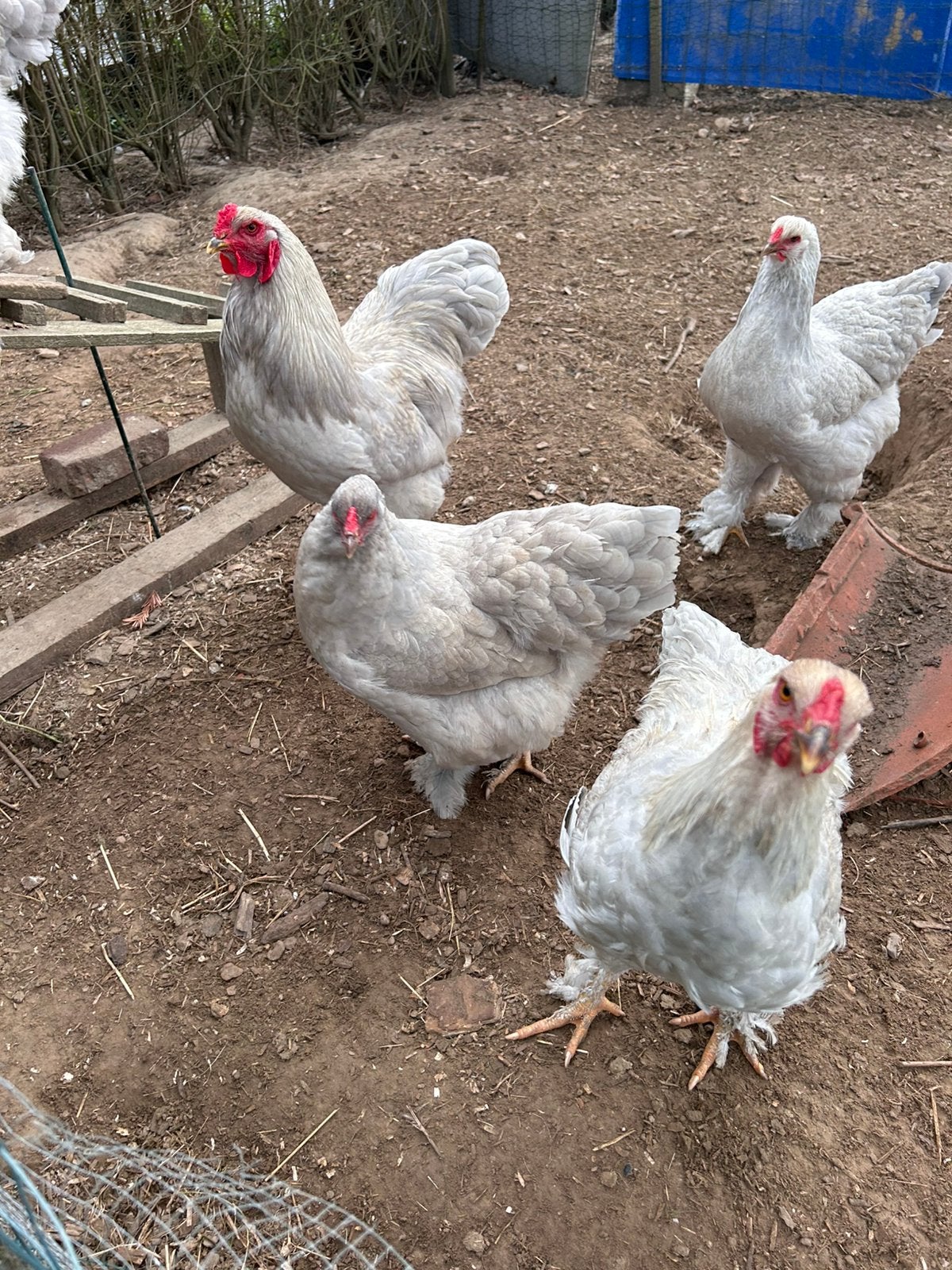 Œufs à éclore de Brahma Isabel, Plusieurs animaux, Poule ou poulet