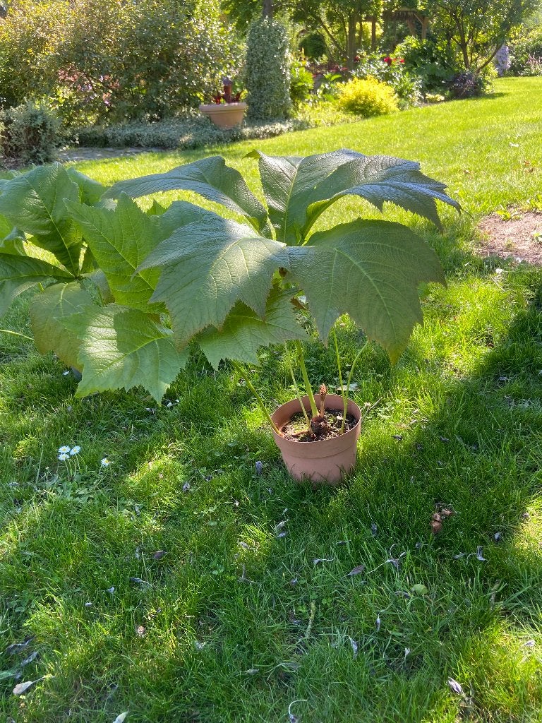 Vaste planten, Tuin en Terras, Vaste plant, Halfschaduw, Zomer, Ophalen