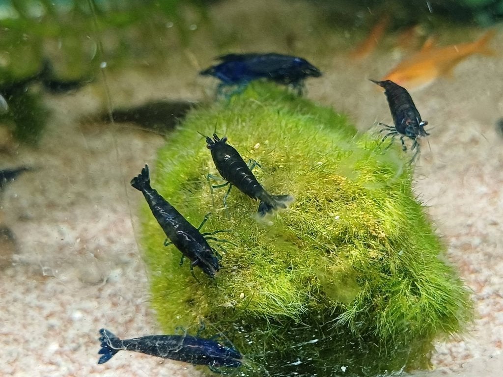 Hobbyaquarium  Blue Davidi Sapphire, Kreeft, Krab of Garnaal, Zoetwatervis, Schoolvis