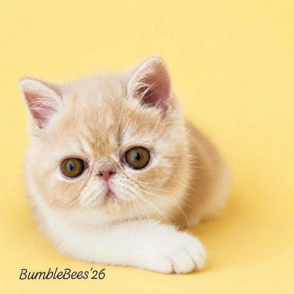 Lieve Exotic zoekt een huisje, Dieren en Toebehoren, Kater, Met stamboom, 0 tot 2 jaar
