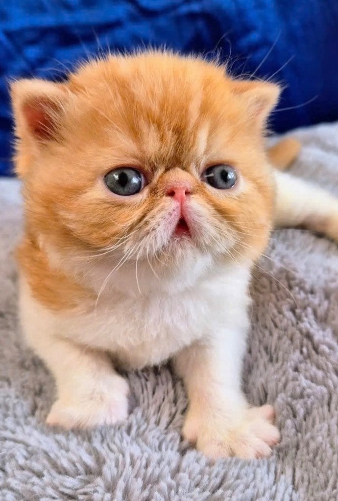 Captain Cat Ching zoekt een huisje, Dieren en Toebehoren, Katten en Kittens | Raskatten | Korthaar, Kater, Met stamboom, 0 tot 2 jaar