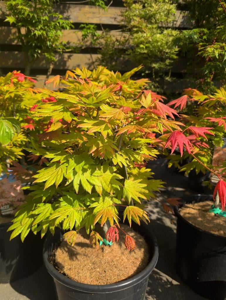 Acer Shirasawanum Moonrise Japanse esdoorn, Ophalen
