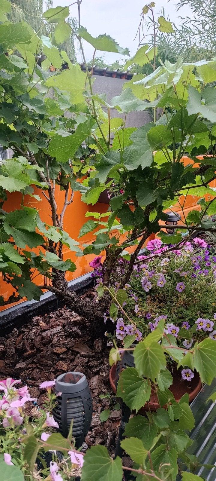 2 Druivelaars, Ophalen, In pot