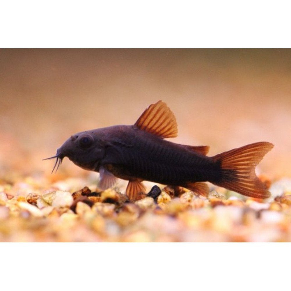 Corydoras Black Venezuela, Animaux & Accessoires, Poisson, Poisson d'eau douce, Banc de poissons