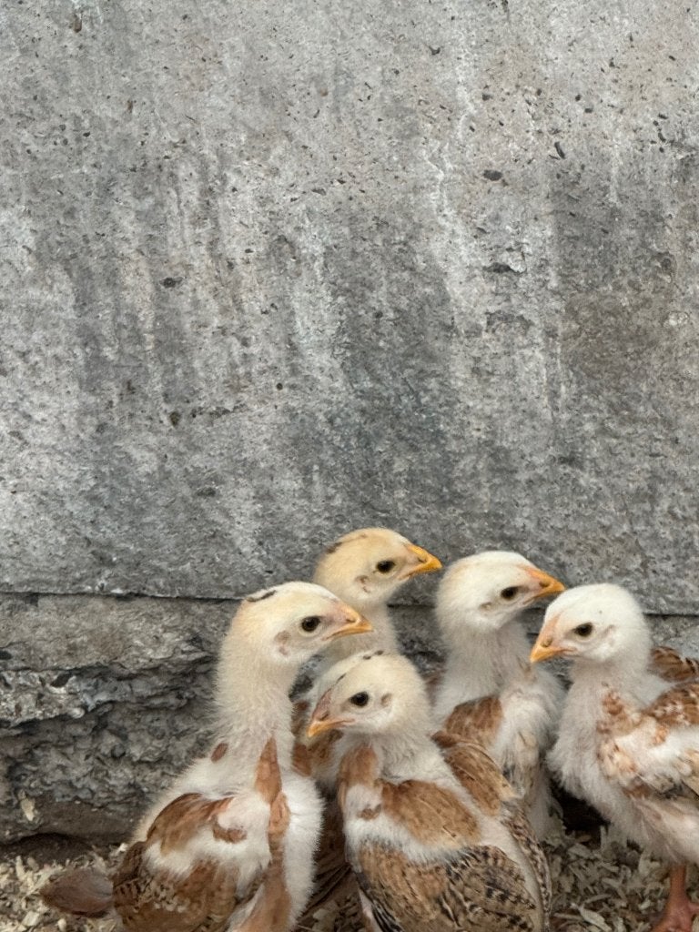 pluimvee maleierkuikens 4 weken, Sexe inconnu, Poule ou poulet