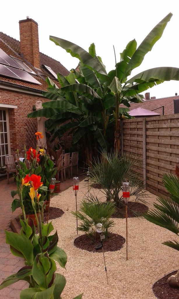 bananenplanten basjoo s  2 LAATSTE, Ophalen