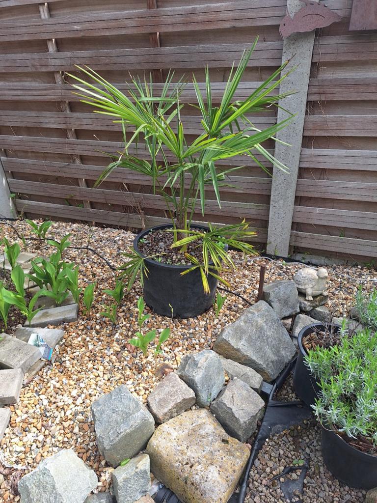 Trachycarpus fortunei in 35 liter pot, Tuin en Terras, Planten | Tuinplanten, Ophalen