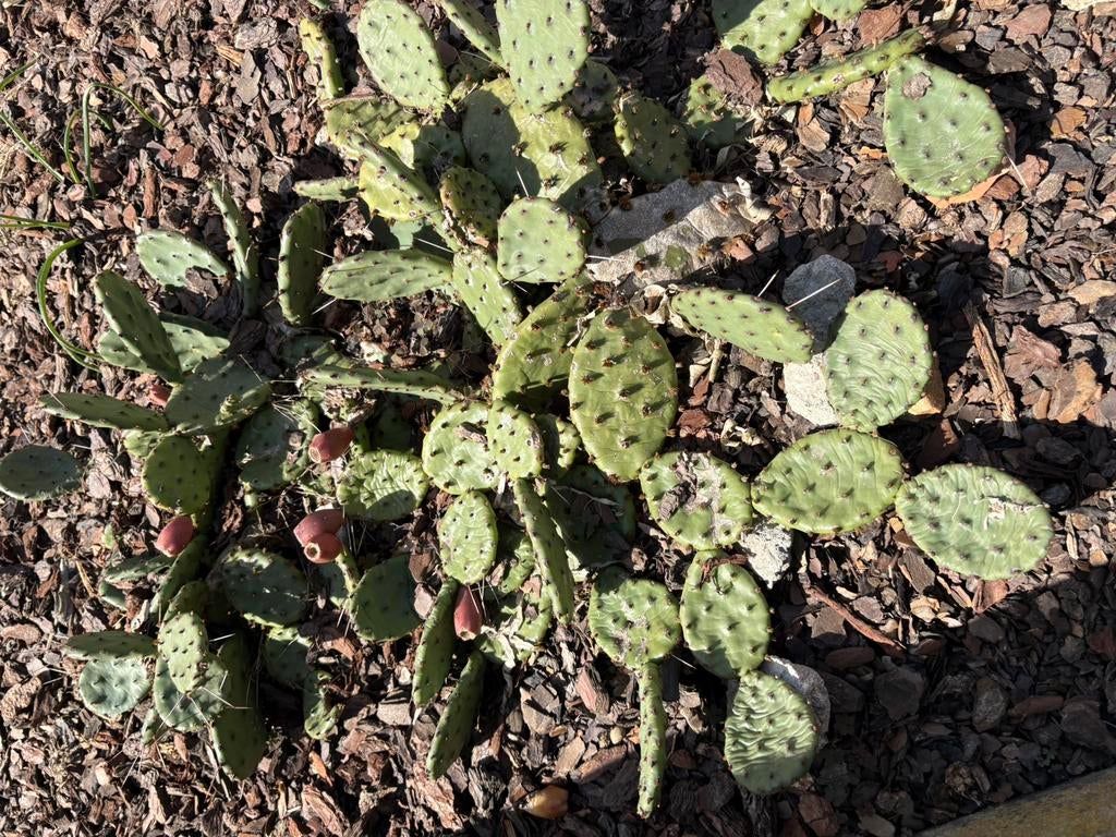 Winterharde cactusplant, Jardin & Terrasse, Enlèvement, Été