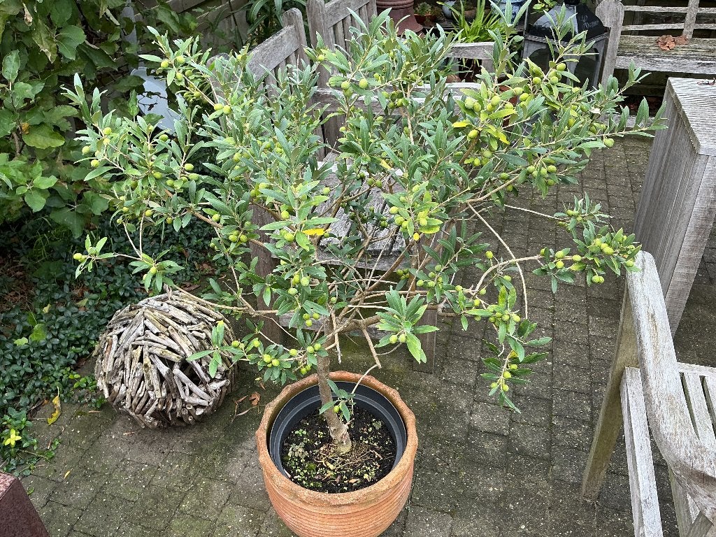 Prachtige olijfboom, Tuin en Terras, Ophalen, Olijfboom