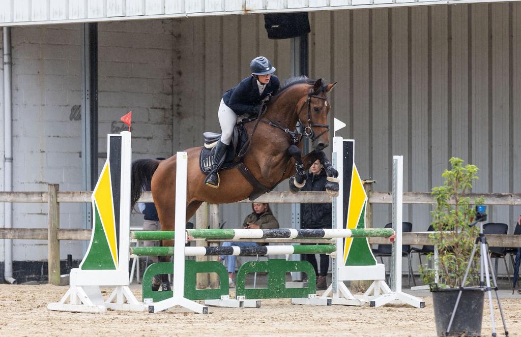 Springpaard te koop, Hongre, Cheval de saut