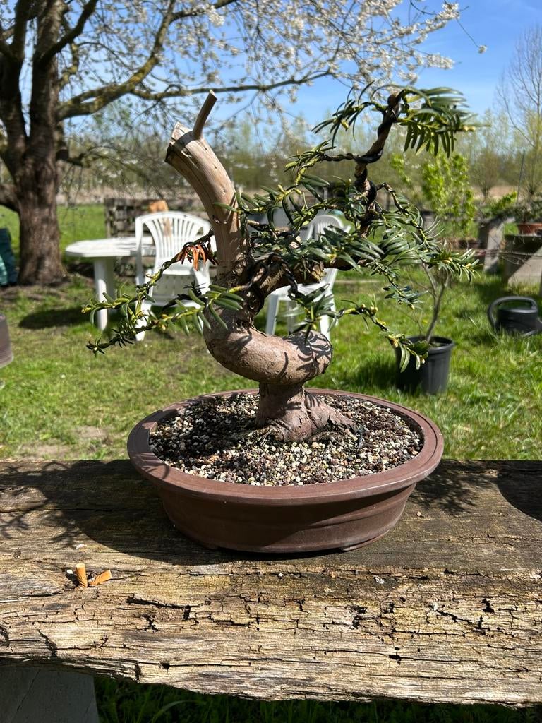 Bonsai taxus, Tuin en Terras, Planten | Bomen, Ophalen