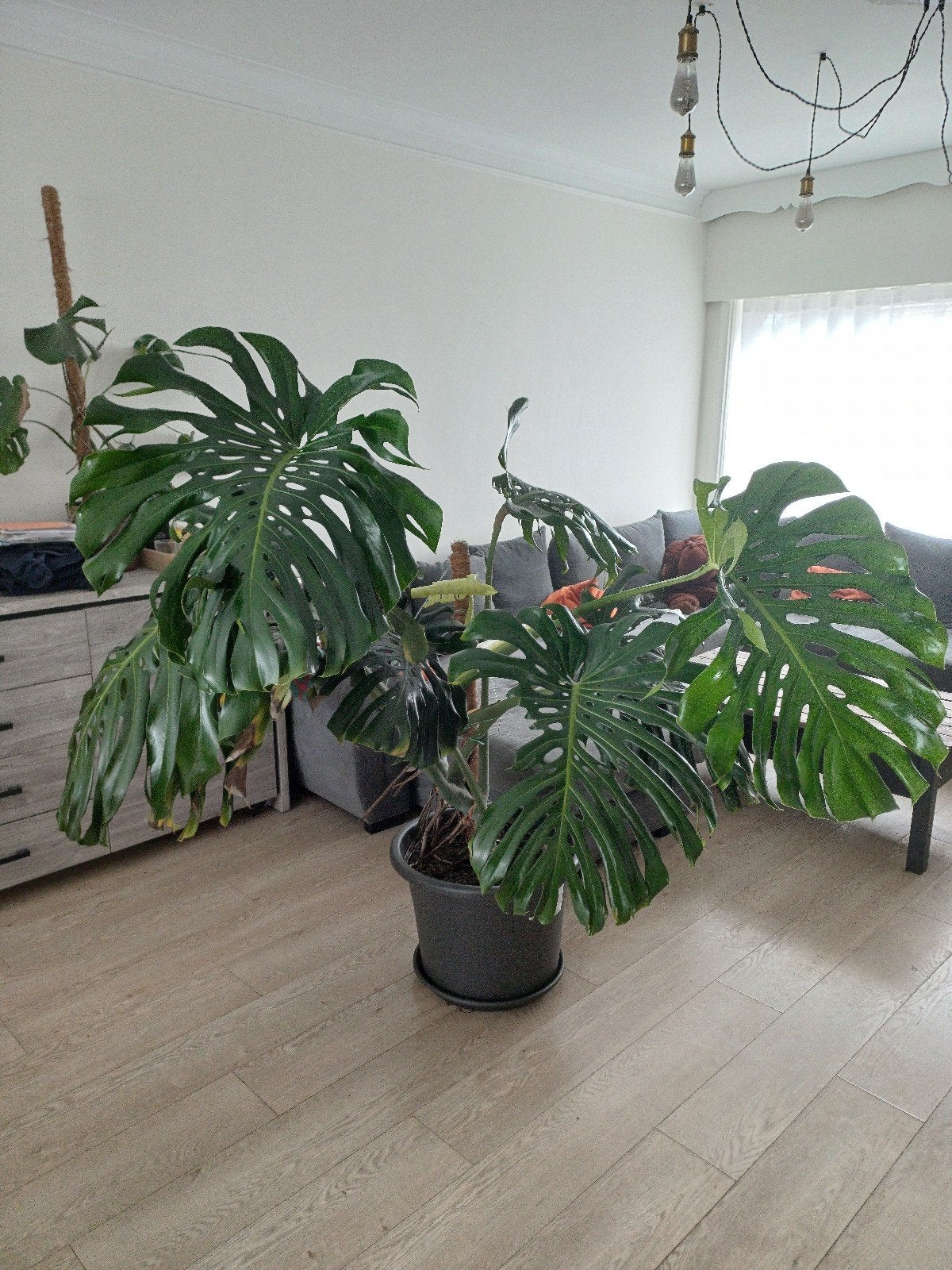 grote monstera plant, Ophalen, Overige soorten, In pot, 150 tot 200 cm