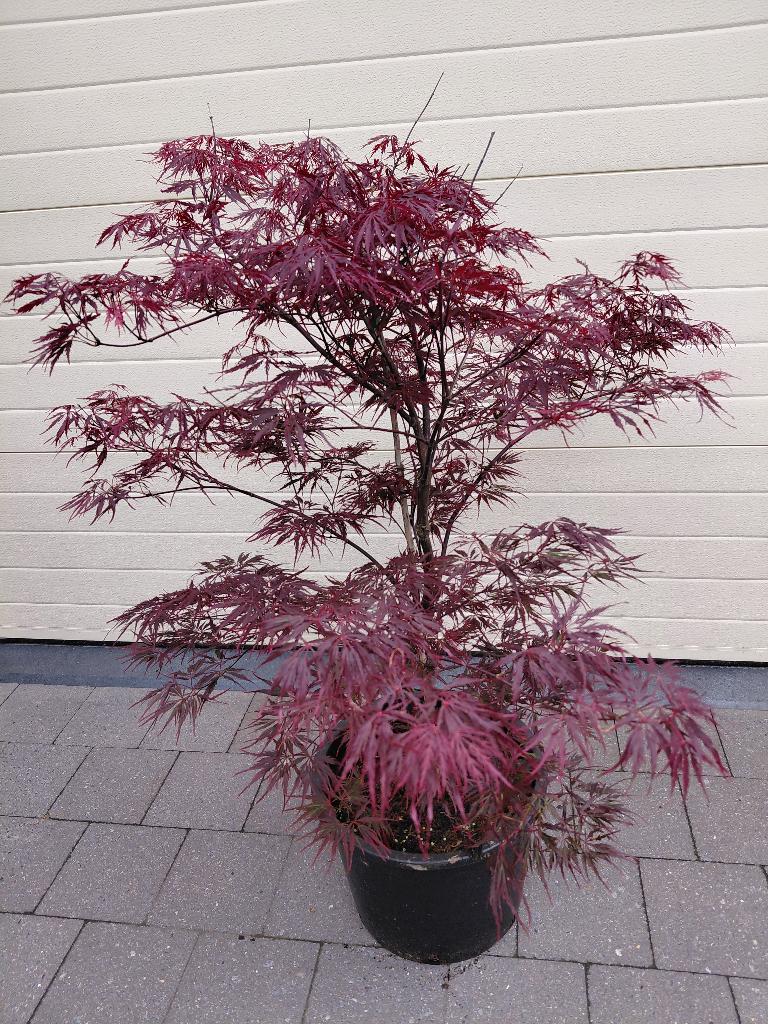 Acer Garnet, Tuin en Terras, Ophalen, Halfschaduw