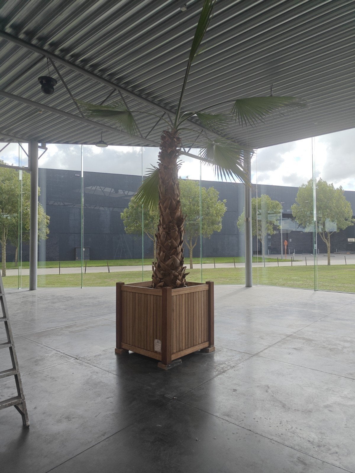 palmboom in mooie houten bloembak, Enlèvement