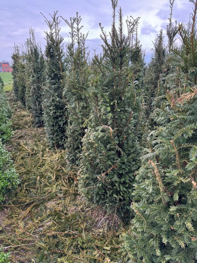 taxus bacata, Tuin en Terras, Ophalen of Verzenden