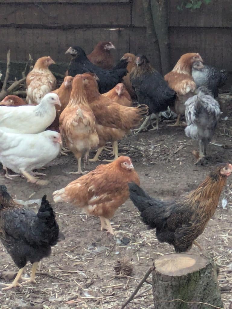 Zwarte legkippen, Dieren en Toebehoren