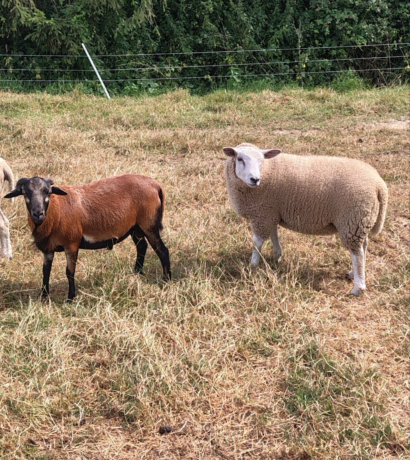 2 agneaux, Animaux & Accessoires