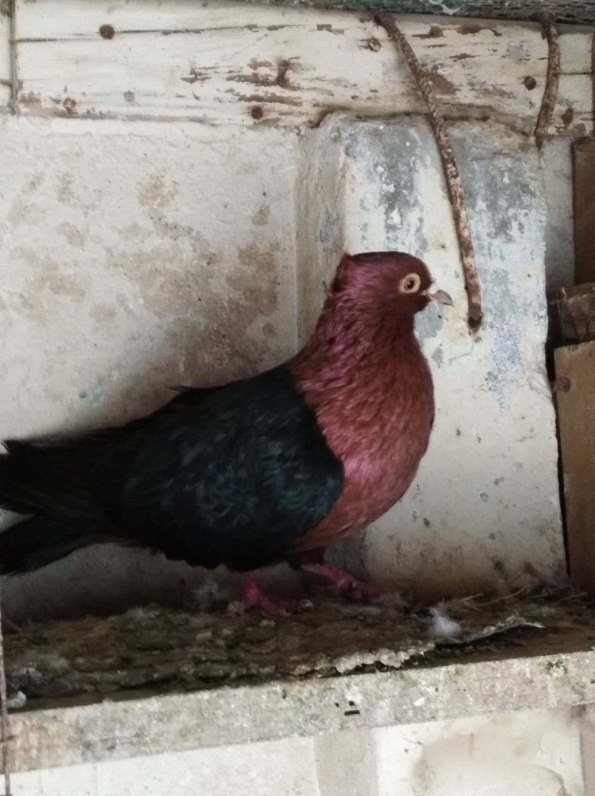 Vinkduif, Dieren en Toebehoren, Vogels | Duiven