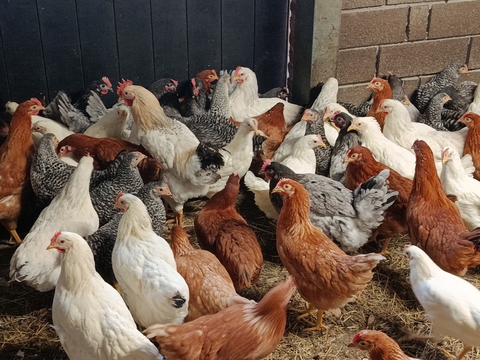 jonge legkippen in alle kleuren, Poule ou poulet