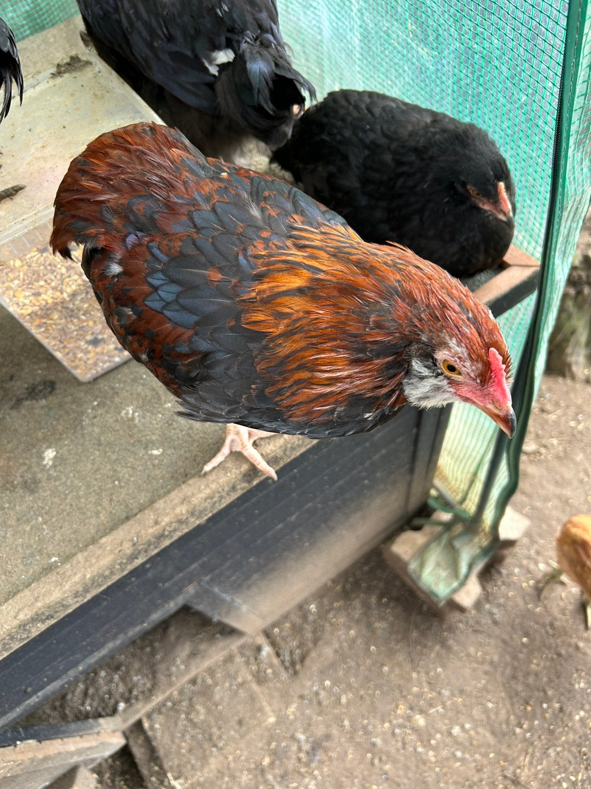 Verschillende haantjes te koop, Dieren en Toebehoren, Mannelijk, Kip