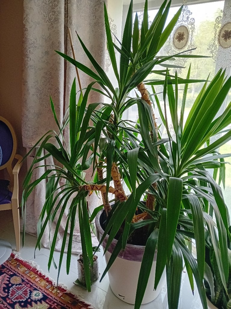 Yucca, Huis en Inrichting, Kamerplanten, Ophalen, Halfschaduw, In pot, Yucca