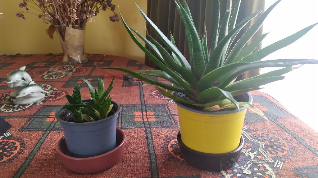 Gasteria, Ophalen, Vetplant, Halfschaduw