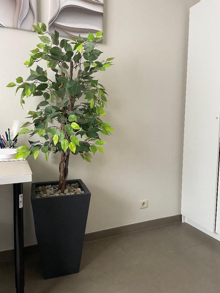 Plante décoration avec vase - Artificielle, Plante verte, Enlèvement, En pot, 100 à 150 cm