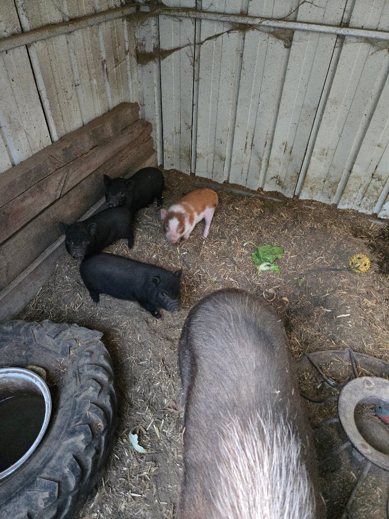 Mini varken, September, Vrouwelijk
