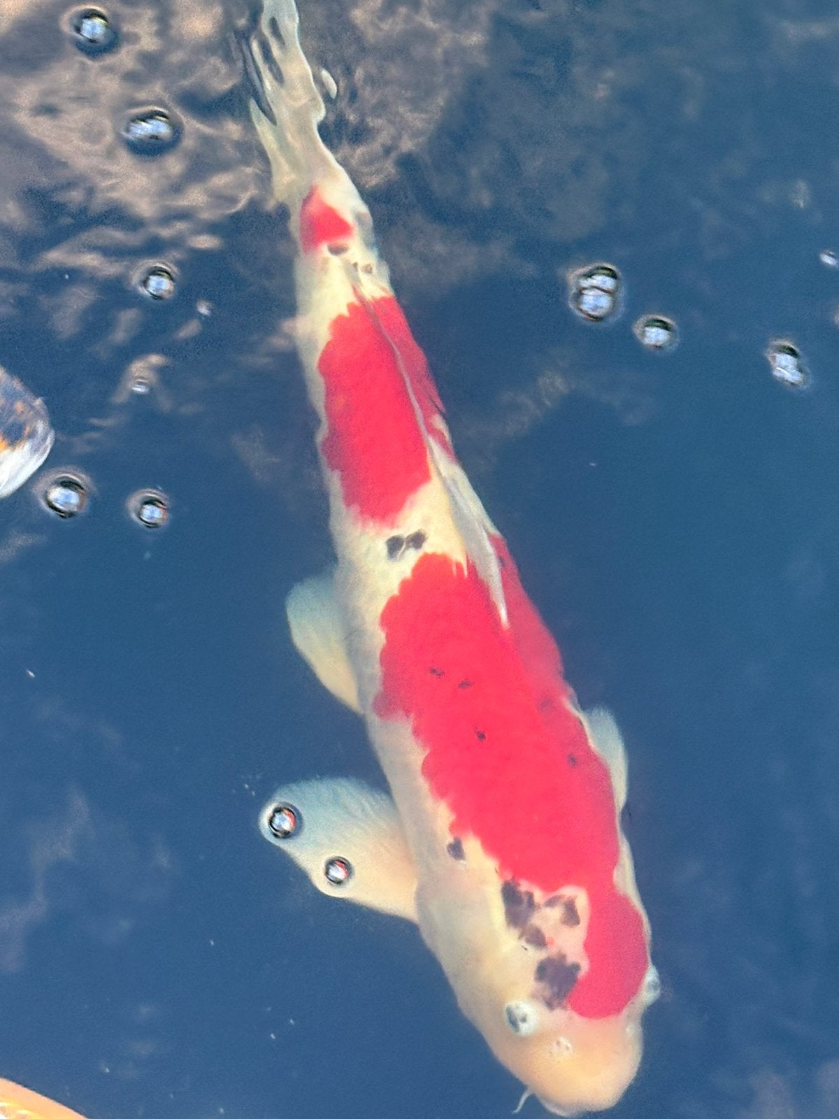 Diverse japanse koi 50-85cm, Dieren en Toebehoren, Vissen | Vijvervissen, Karper of Koi