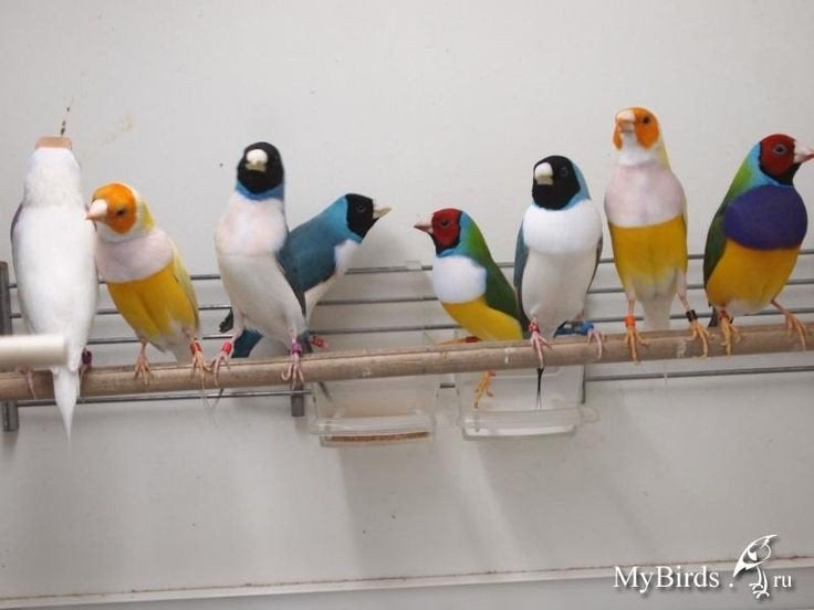 Je cherche une femelle gould diamant jaune., Animaux & Accessoires, Femelle