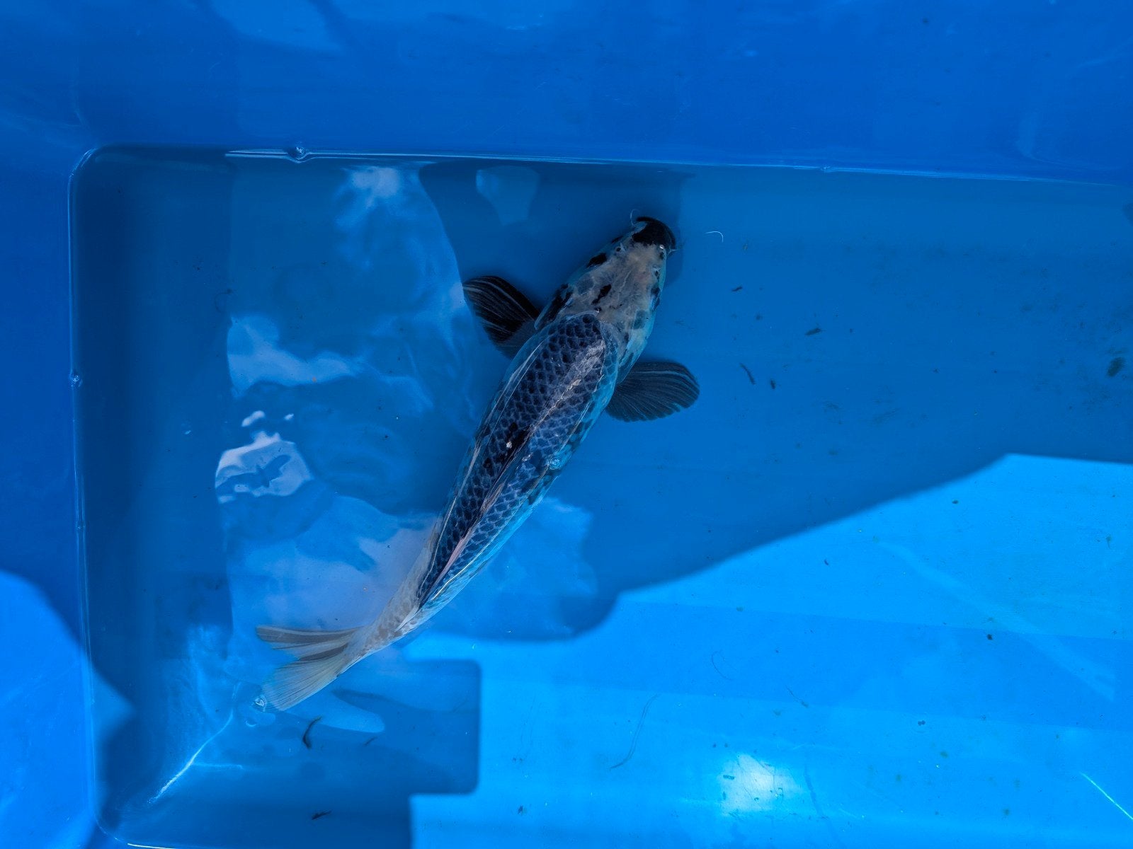 Japanse koi