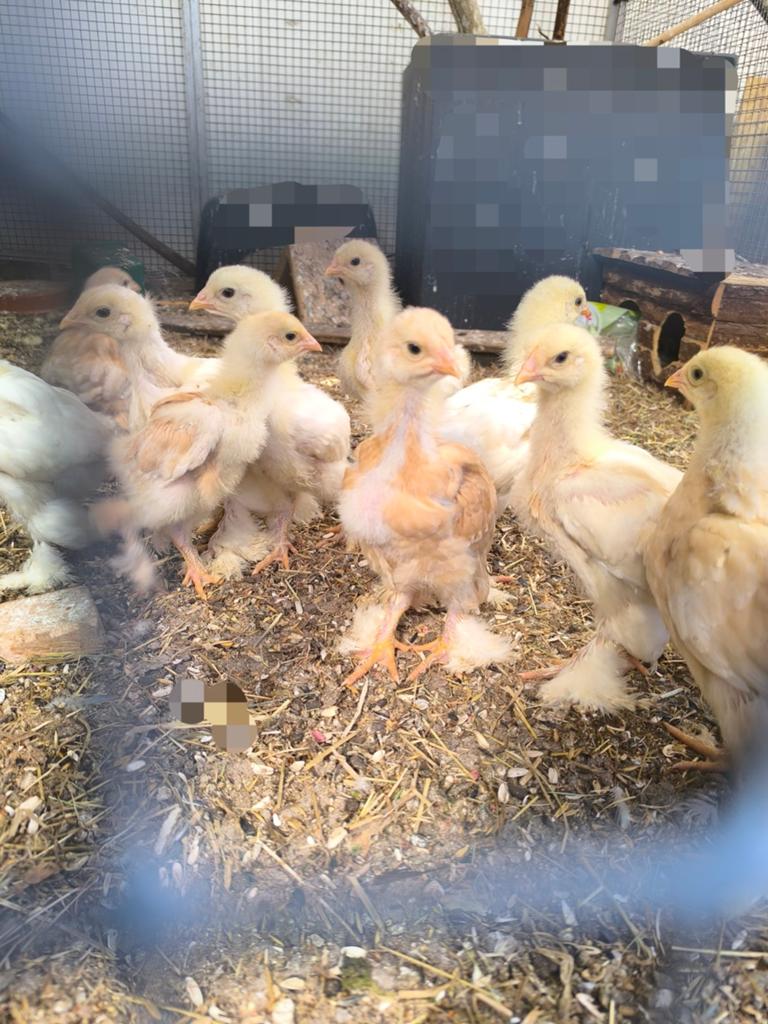 Brahma kuikens groothoender lemon pyle, Dieren en Toebehoren