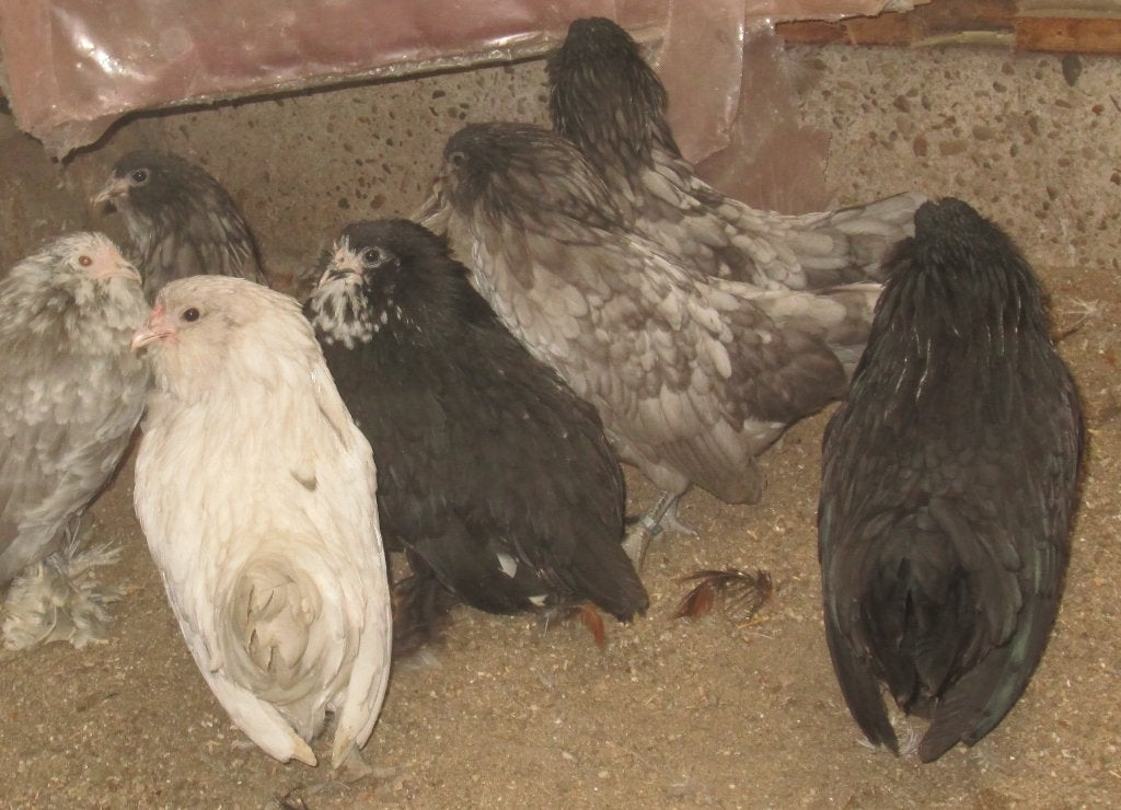 Antwerpse baardkrielen, Animaux & Accessoires, Volatiles, Poule ou poulet, Plusieurs animaux