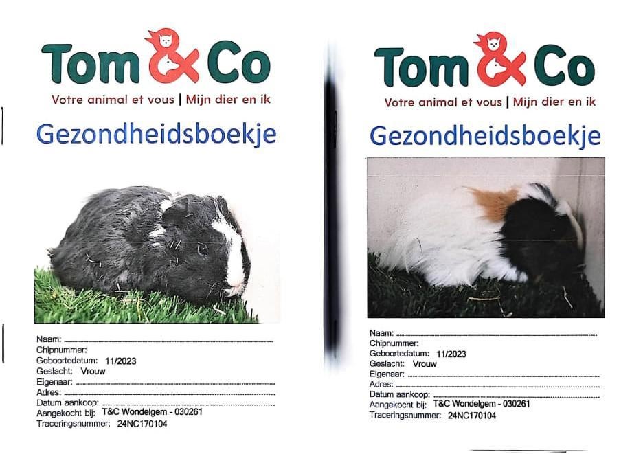 Cavia's met kooi en voer, Kooi, 110 cm of meer, Zo goed als nieuw, Cavia