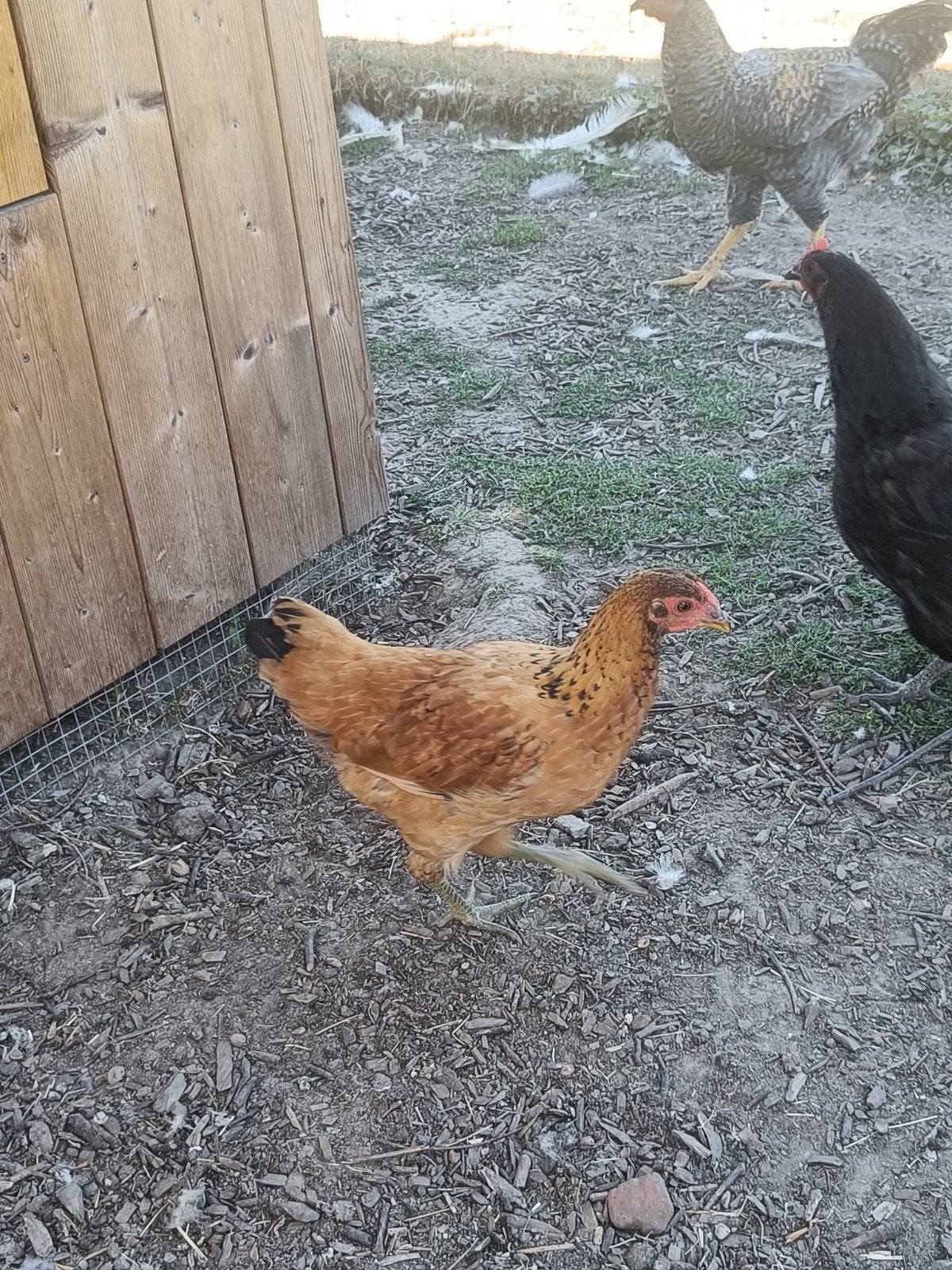 mooie jonge rosse hen, Dieren en Toebehoren, Pluimvee