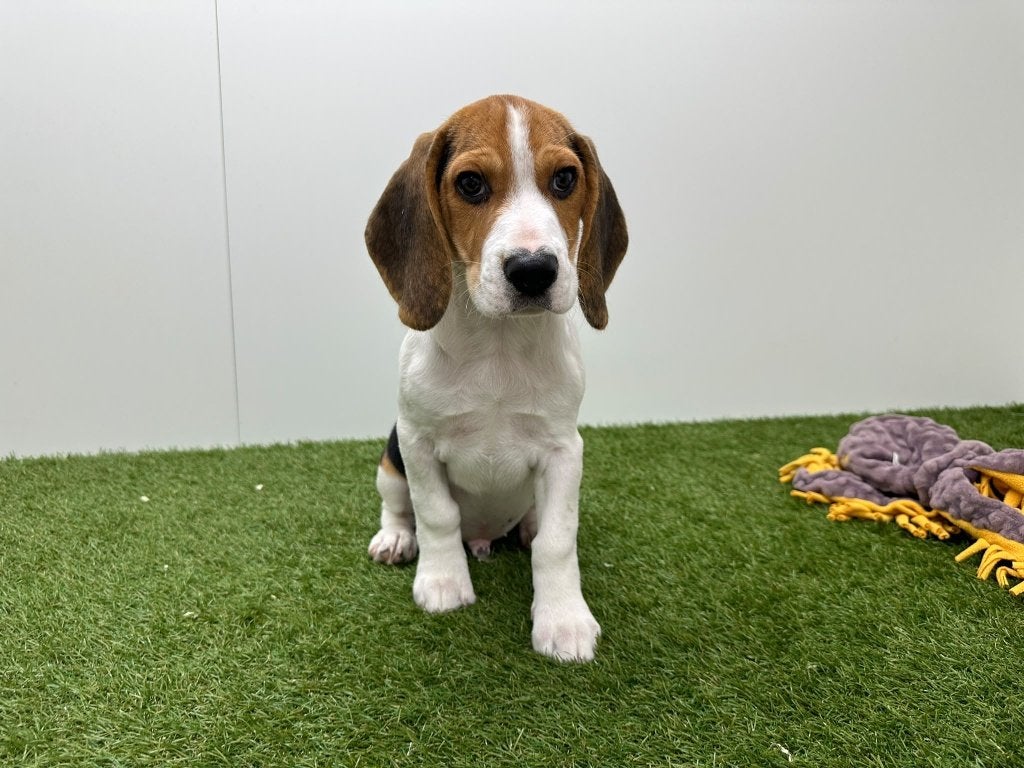 Beagle pups, België, Beagle, 8 tot 15 weken, CDV (hondenziekte)