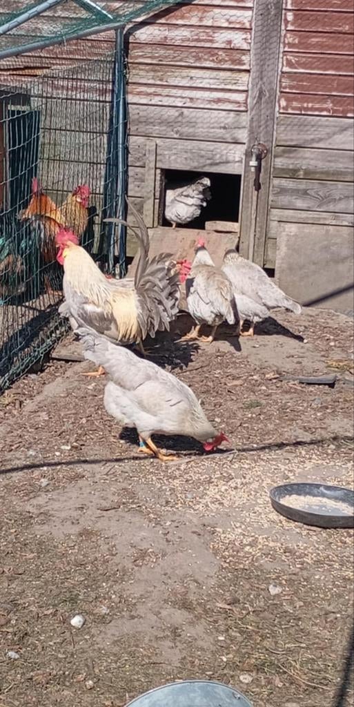 Œufs à éclore : perdrix Leghorn Isabel