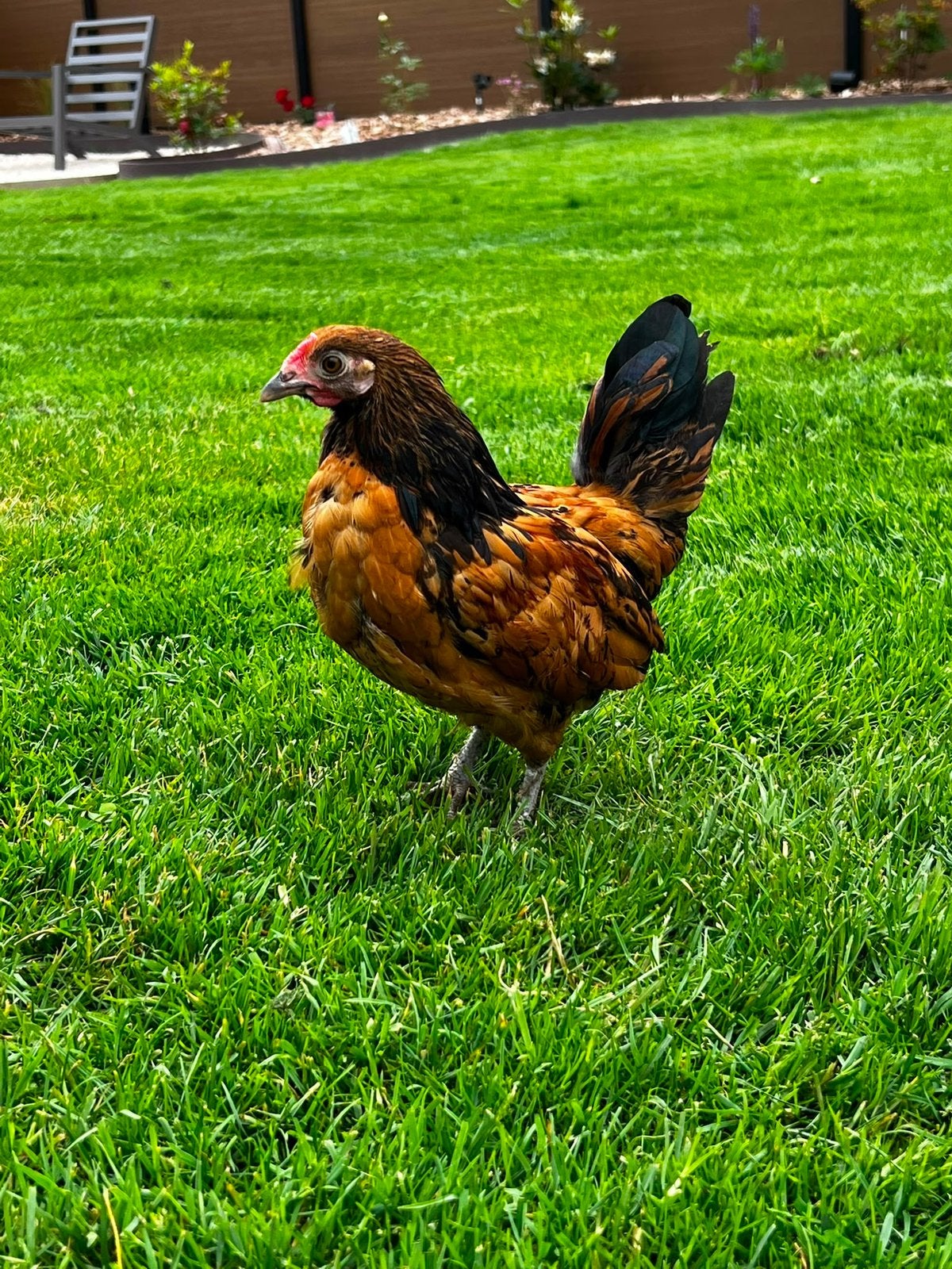 Mooi kriel haantje, Dieren en Toebehoren, Pluimvee