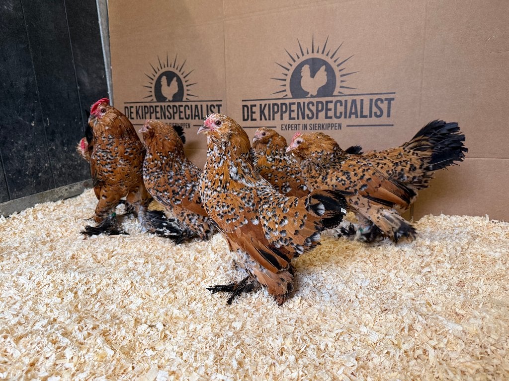 Jonge tamme Sabelpoot kriel kippen gesekst en ingeënt, Femelle, Poule ou poulet