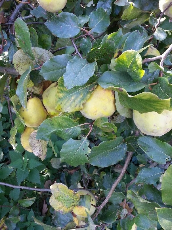 Bio kweeperen voor gelei confituur taart likeur compote, Ophalen of Verzenden