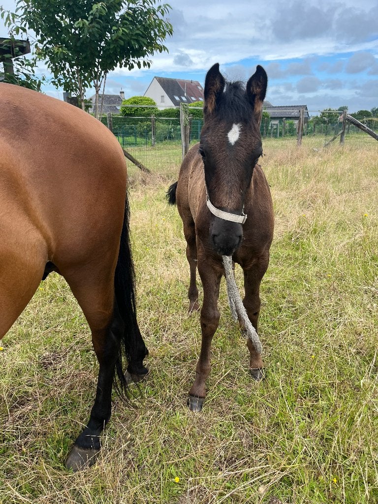 poulain noir de 2026, Animaux & Accessoires, Chevaux, Moins de 160 cm, Étalon, 0 à 2 ans, Non dressé
