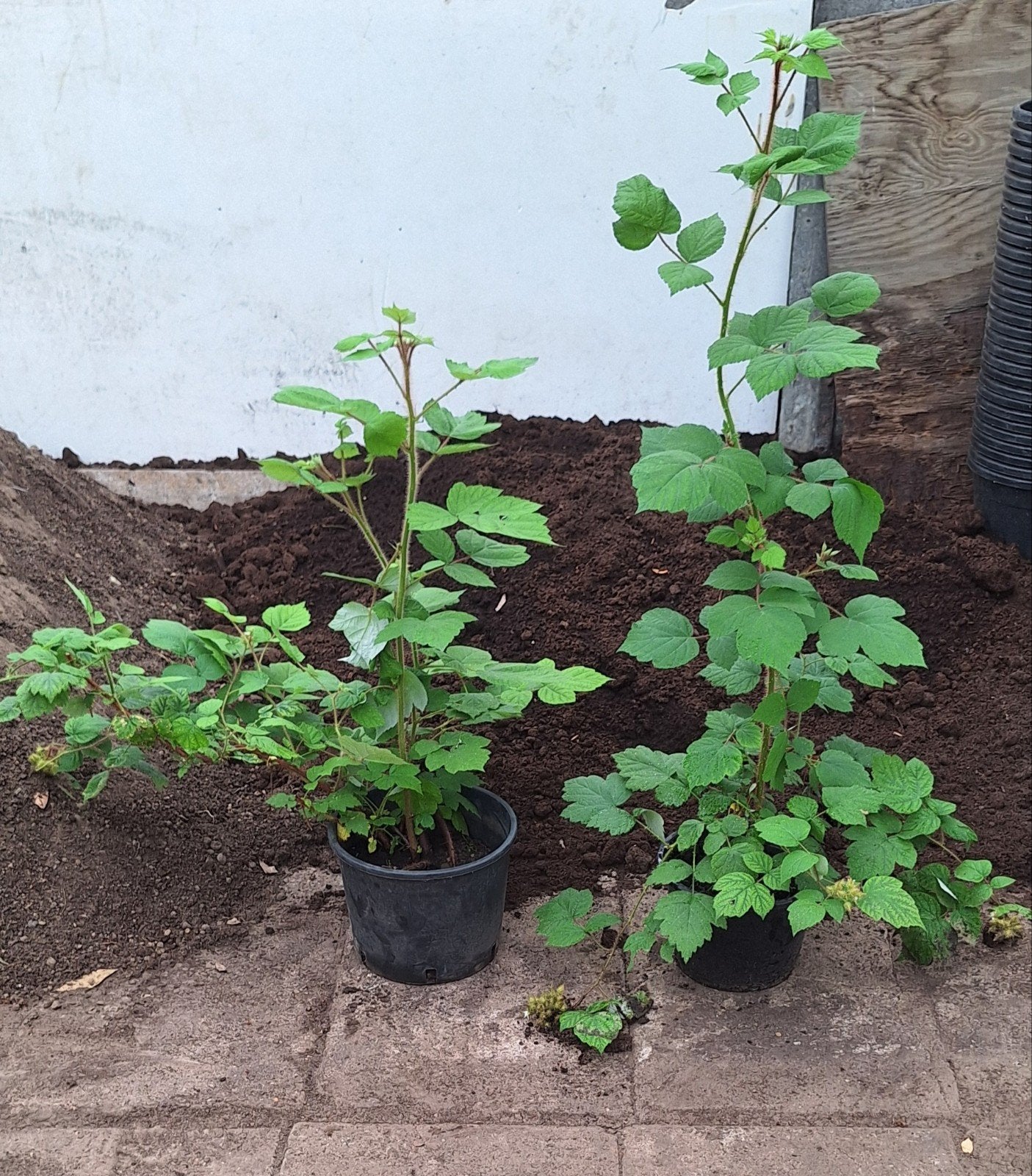 Japanse wijnbes, draagt vruchten, 20-25cm pot, Tuin en Terras, Ophalen, Struik