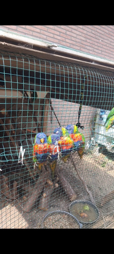 Lori van blauwe bergen 3 koppels en 3 poppen met DNA, Dieren en Toebehoren, Papegaai