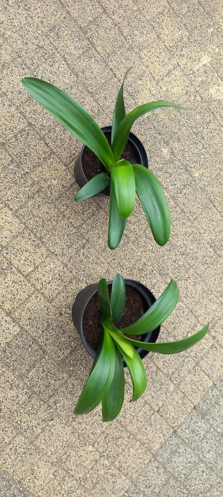 Clivia of Sint-Jozef plant - bladlengte 30 cm, Bloeiende kamerplant, Ophalen of Verzenden, Halfschaduw, Minder dan 100 cm
