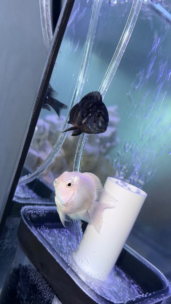 Cichlids, Animaux & Accessoires, Poisson, Poisson d'eau douce